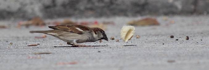 MALE HOUSE SPARROW WITH TELEKINESIS by ashleyekphotography is licensed under CC BY-NC-SA 2.0.